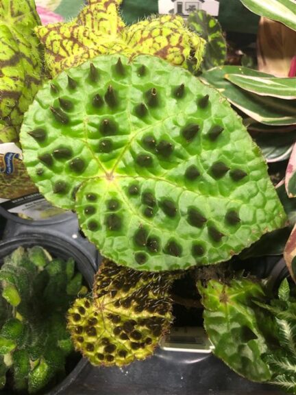 Begonia ferox at Little Prince of Oregon Nursery