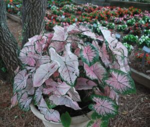 Caladium 'Pink Splash' growing in hot shade