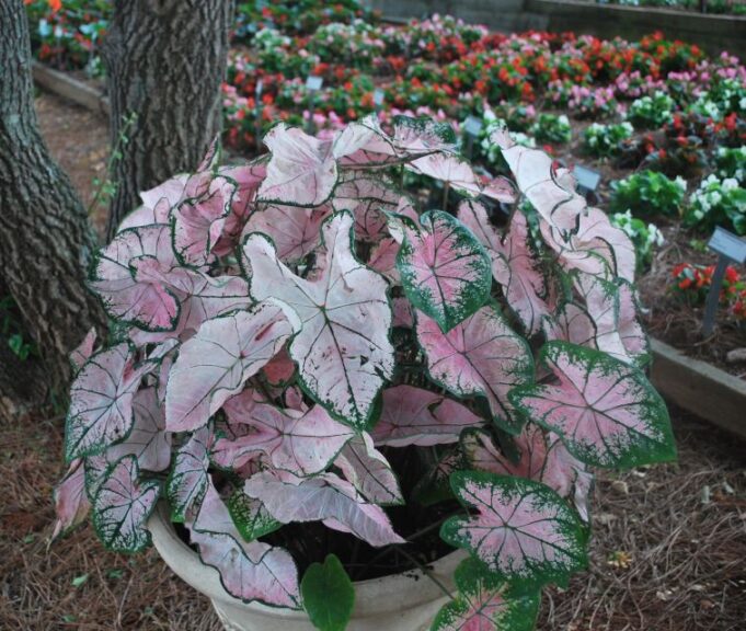 Caladium 'Pink Splash' growing in hot shade