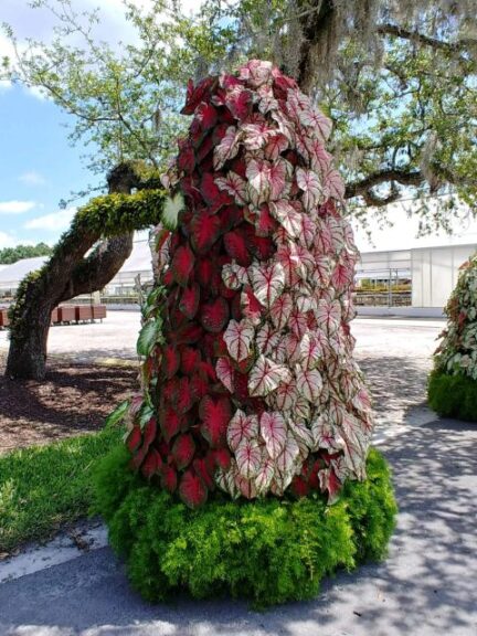 Caladium tower at Disney
