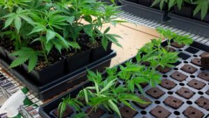 Five Questions to Ask Before Buying Cannabis Cuttings From a Young Plant Supplier