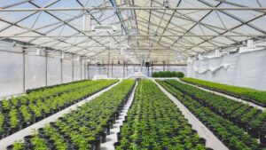 How Cannabis Companies Use Risk Management to Scale Quicker