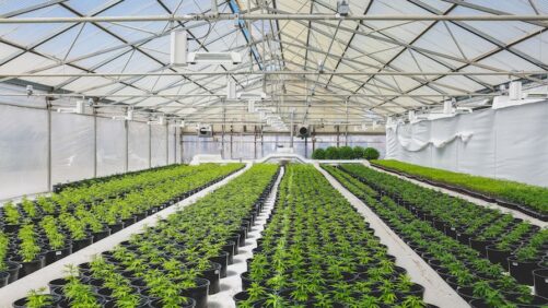 How Cannabis Companies Use Risk Management to Scale Quicker