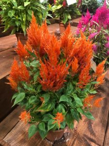 Celosia 'Flamma Orange' from Sakata Ornamentals