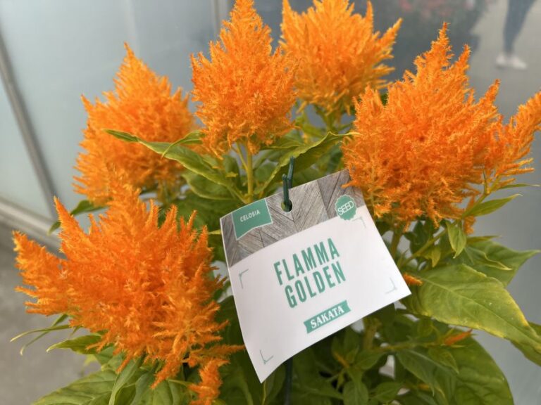 Industry's Choice Award and Editor's Choice Award Finalist: Celosia Flamma Series (Sakata Ornamentals)