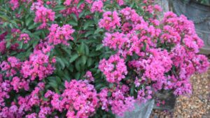 Heat-Tolerant Varieties that Keep the Garden Blooming All Summer Long