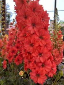 Industry's Choice Award and Editor's Choice Award Finalist: Delphinium 'Red Lark' (Darwin Perennials)