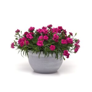 Dianthus 'Falling in Love Rosie' (Ball Ingenuity)