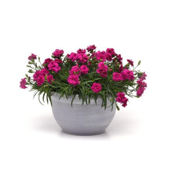Dianthus 'Falling in Love Rosie' (Ball Ingenuity)