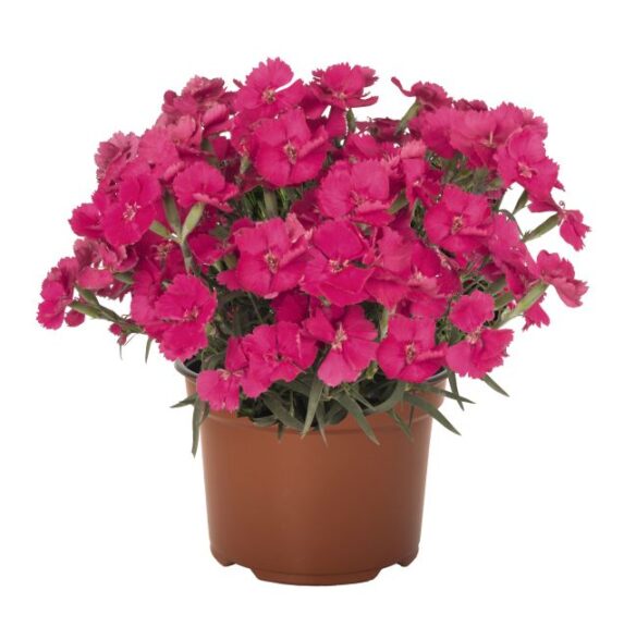 Dianthus 'Mad Magenta' (Dümmen Orange)