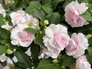 Industry's Choice Award Finalist: Double Impatiens Glimmer Series (Ball FloraPlant)