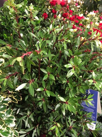 Drymis lanceolata (Mountain Pepper) from Monrovia