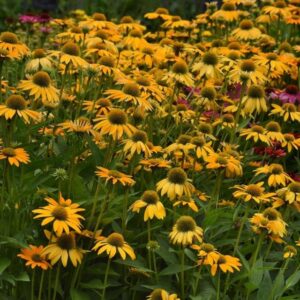 Echinacea 'Artisan Yellow Ombre' (PanAmerican Seed)