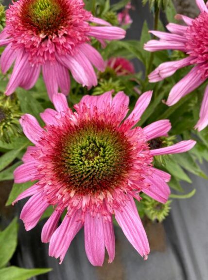 Echinacea 'Sundial Pink' (Terra Nova Nurseries)