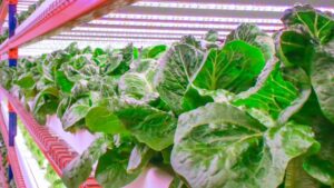 The Largest Vertical Farm in the World Now Grows Big in Dubai