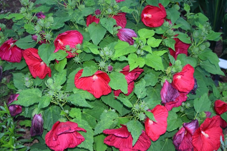 Hibiscus 'Carafe Chablis'