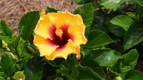 A Shrub Partnership: Proven Winners ColorChoice Adds Hollywood Hibiscus to Its Catalog