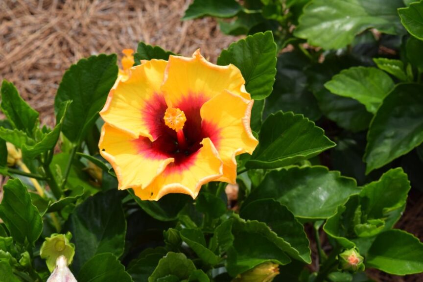 Hibiscus 'Hollywood Rico Suave'