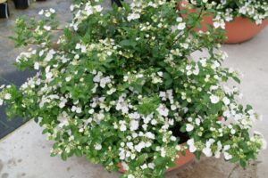 Fairytrail Bride Hydrangea (Spring Meadow Nursery)