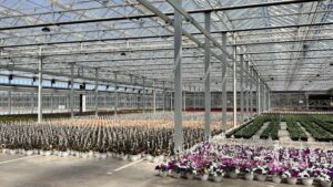 The Evolution of Smart Sales Forecasting for Greenhouse Operations