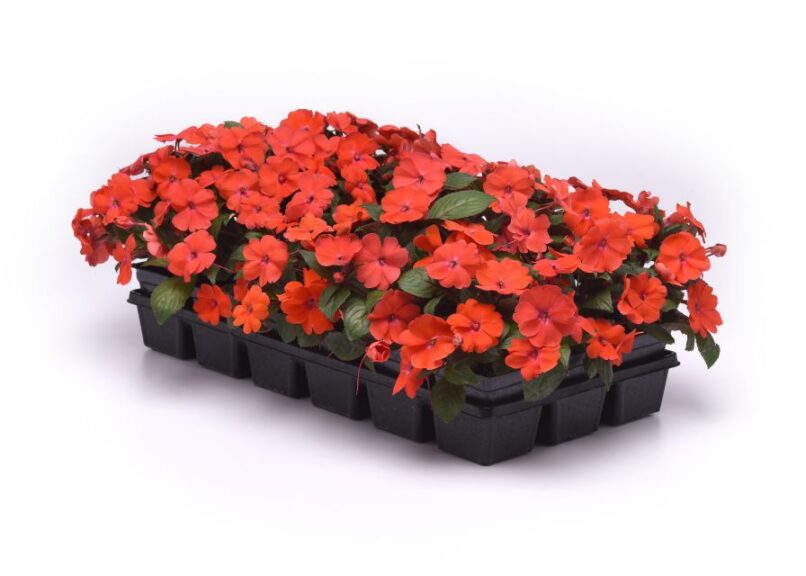 Impatiens 'Solarscape Orange Burst' (PanAmerican Seed)