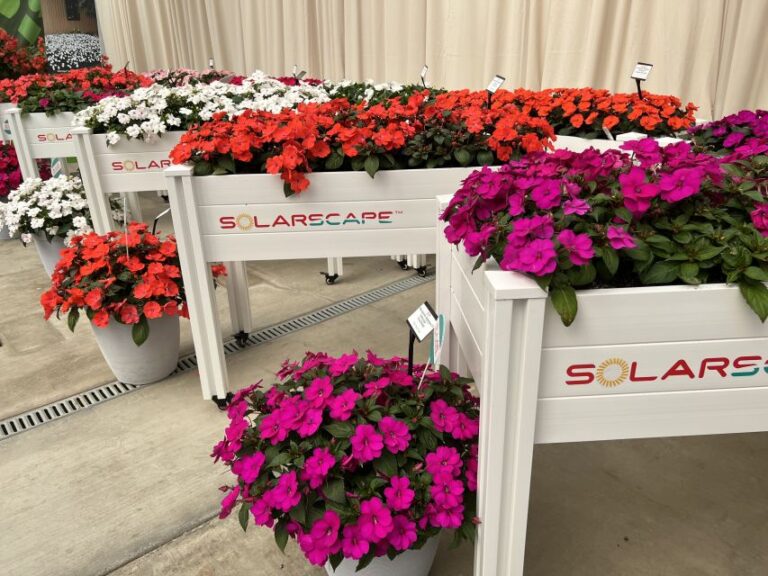 Industry's Choice Award: Impatiens Solarscape Series (PanAmerican Seed)