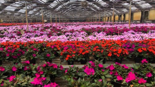 How Innovation Drives Success at Columbus, OH-Area Greenhouses