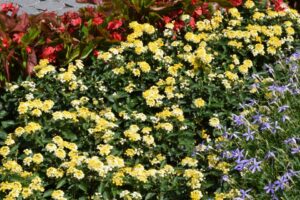 Lantana 'Bandara Lemon Zest', with other heat lovers