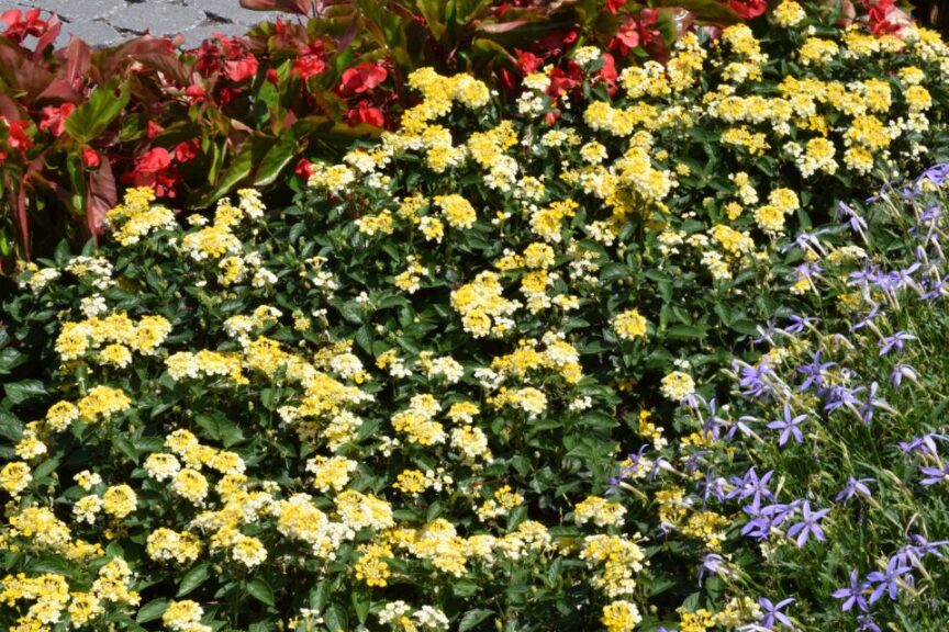 Lantana 'Bandara Lemon Zest', with other heat lovers