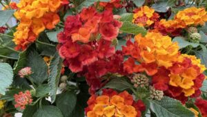 Which New Plant Varieties Will Win the 2022 Industry’s Choice and Editor’s Choice Awards?