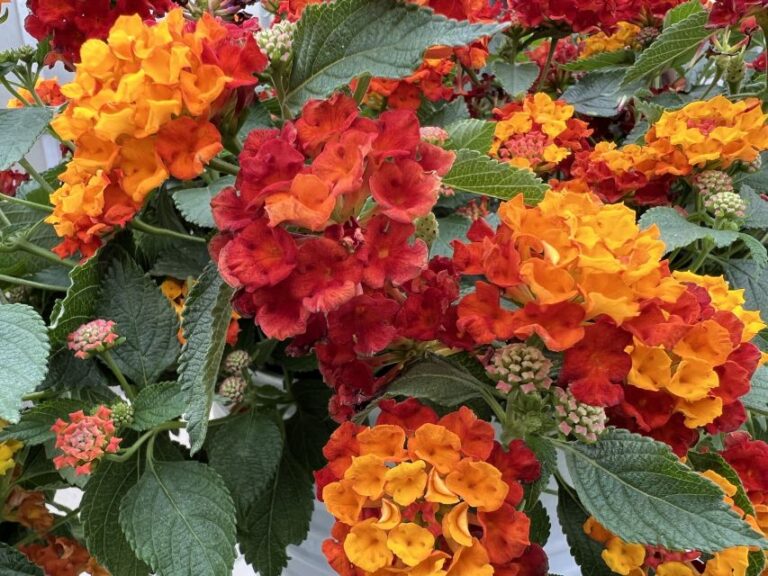 Industry's Choice Award Finalist: Lantana 'Bandolista Red Chili' (Syngenta Flowers)