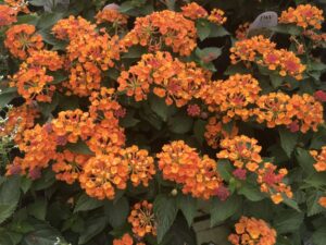 Lantana 'Luscious Marmalade'