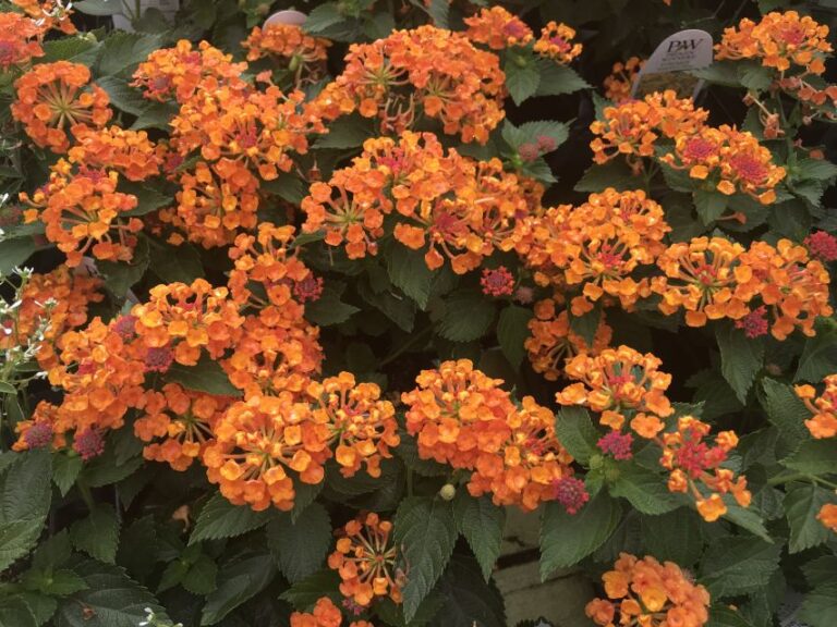 Lantana 'Luscious Marmalade'