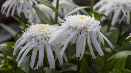 New AAS Winners Include Salvia, Echinacea, and Pepper