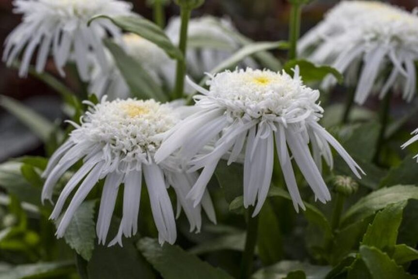 Leucanthemum 'Carpet Angel Daisy' (Green Fuse Botanicals)