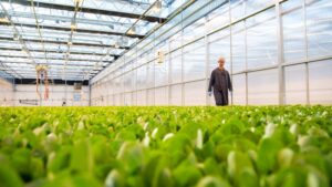 Local Bounti Breaks Ground at New Texas Facility