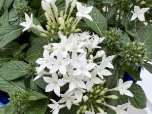 Industry's Choice Award Finalist: Pentas 'Beehive White' (Syngenta Flowers)