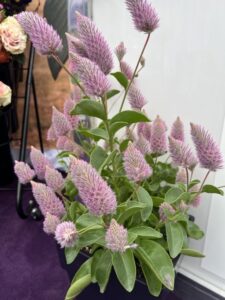 Editor's Choice Award Finalist: Ptilotus 'Matilda' (Ernst Benary of America)