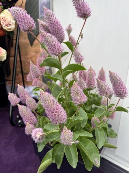 Editor's Choice Award Finalist: Ptilotus 'Matilda' (Ernst Benary of America)