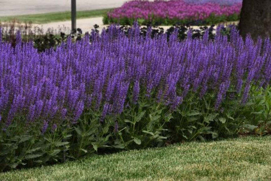 Salvia 'Blue by You' (Darwin Perennials)