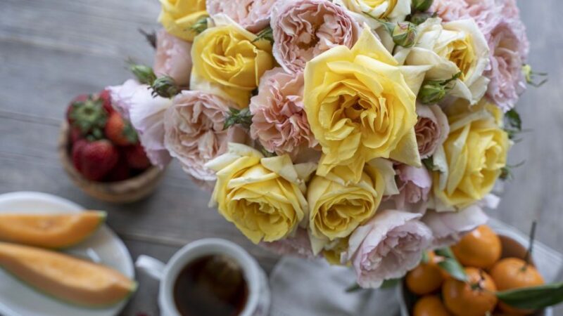 Star Roses and Plants Launches New Rose Brand Marked by Fragrance, High ...