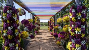 How Plant Breeders Are Focusing Research Efforts to Eliminate White Rust in Mums