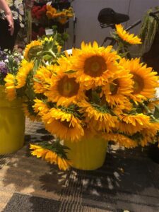 Sunflowers at Ball Seed cut flower workshop
