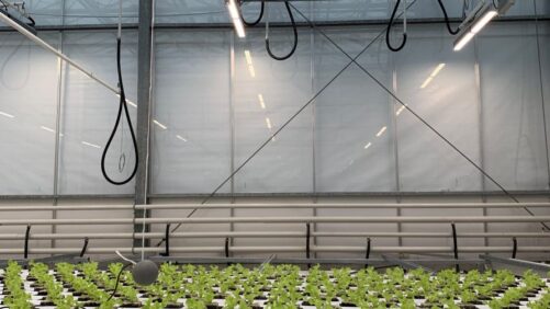Familiar Face Wins Latest Autonomous Greenhouse Challenge