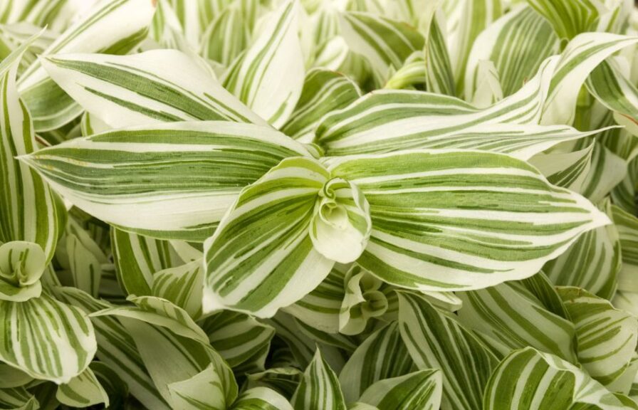 Editor's Choice Award: Tradescantia 'Pistachio White' (Green Fuse Botanicals)