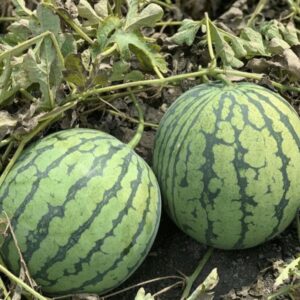 Watermelon 'Rubyfirm' (Partner Seeds Co)