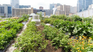 Facing the Challenges of Urban Horticulture