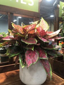 Aglaonema 'Jazzed Gems Bloodstone Billie' (ForemostCo, Inc.)