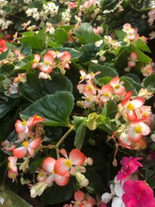 Begonia 'Hula Bicolor Red White' (PanAmerican Seed)