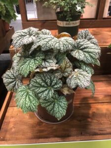 Begonia 'Lunar Lights Sterling Moon' (Plants Nouveau/Southern Living Plant Collection)